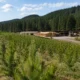 Managed pine plantation forest used for sustainable pallet timber